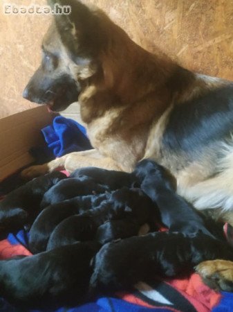 Németjuhász kis kutyák