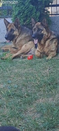 Németjuhász kis kutyák