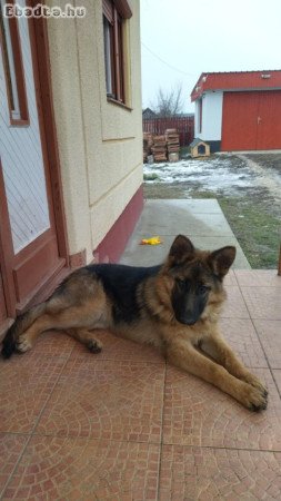 Németjuhász kis kutyák