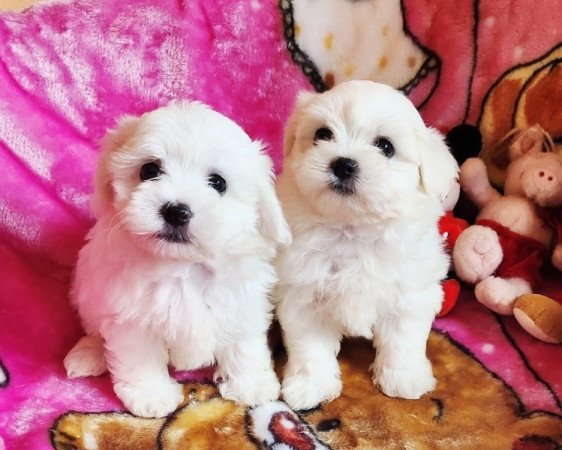 Bichon Havanese