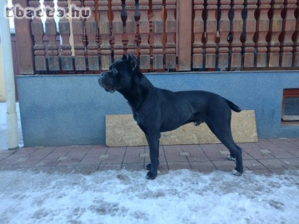 Eladó Cane corso