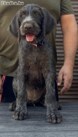 Drótszőrű német vizsla kiskutyák