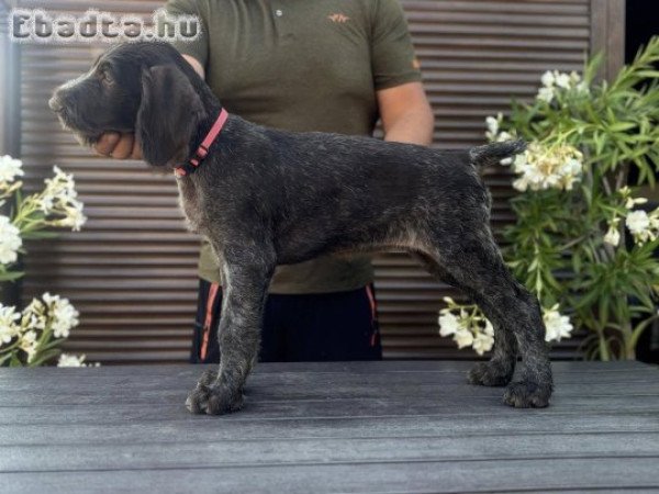 Drótszőrű német vizsla kiskutyák