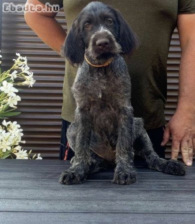 Drótszőrű német vizsla kiskutyák