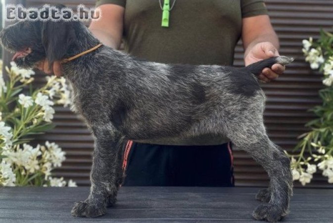 Drótszőrű német vizsla kiskutyák