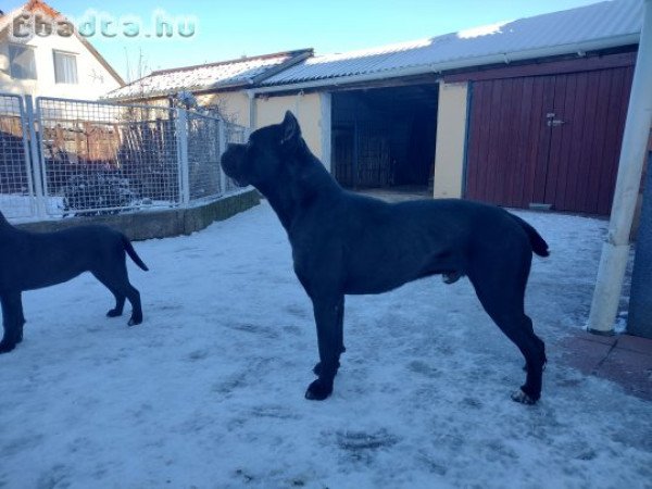 Eladó Cane corso