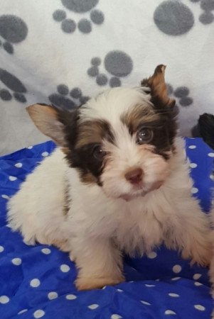 Yorkshire terrier biewer csoki