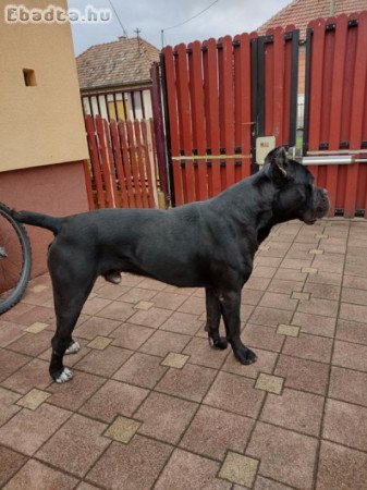 Eladó Cane corso