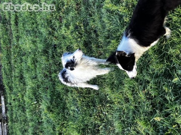 Gyönyörű Border Collie 06702697003