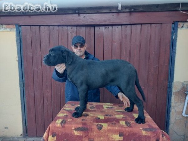 Eladó Cane corso kiskutyák