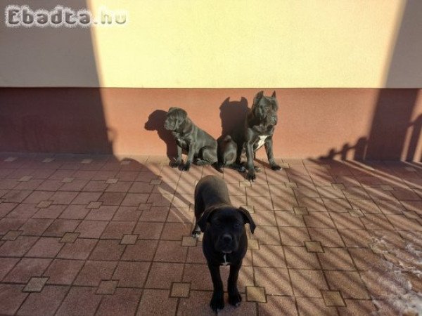 Eladó Cane corso kiskutyák