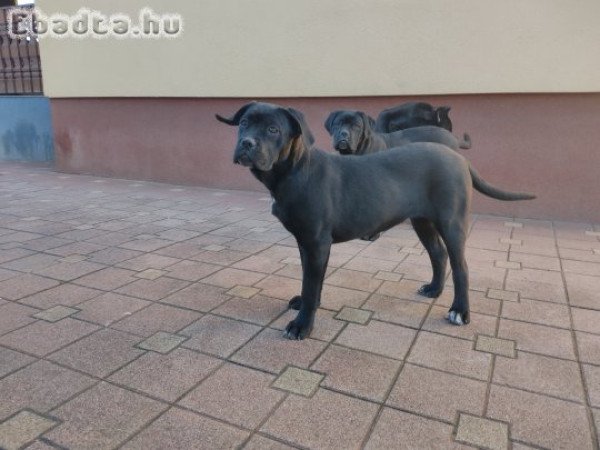 Eladó Cane corso kiskutyák