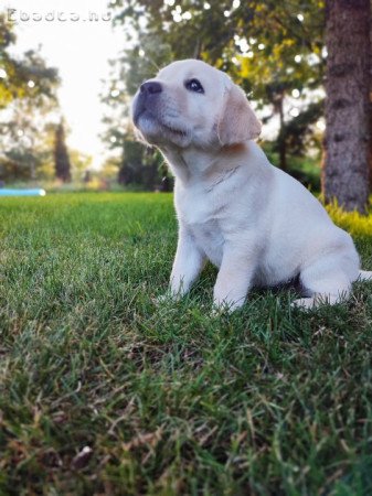 Labrador szülőktől  kiskutyák elérhetőek