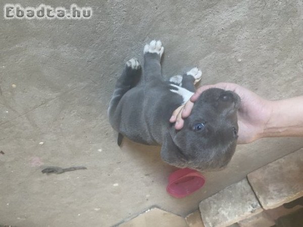 Amerikai bully kutya