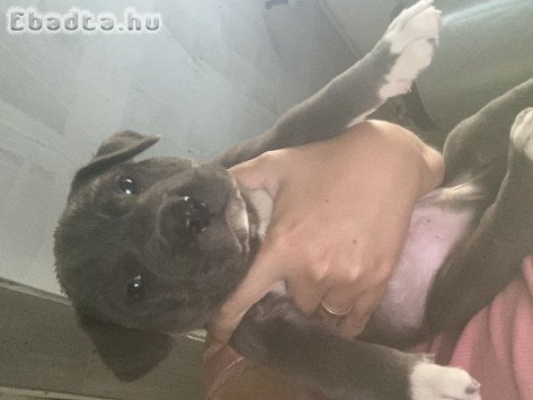 Amerikai bully kutya