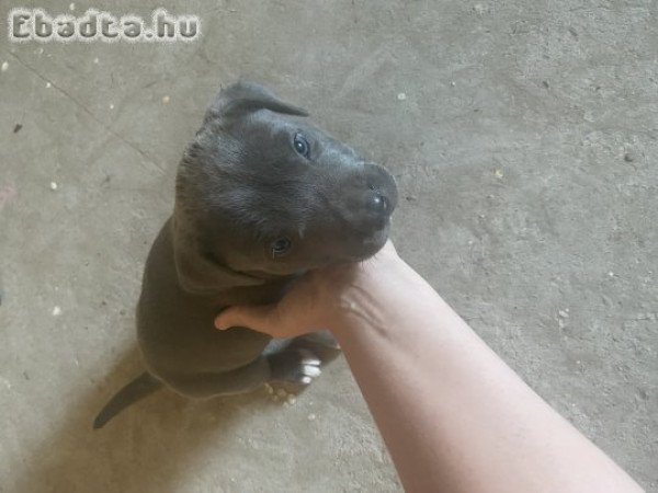 Amerikai bully kutya