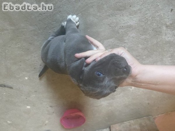 Amerikai bully kutya