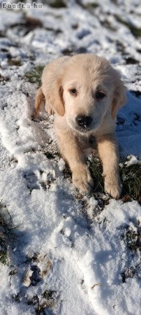 Golden retriever kölykök