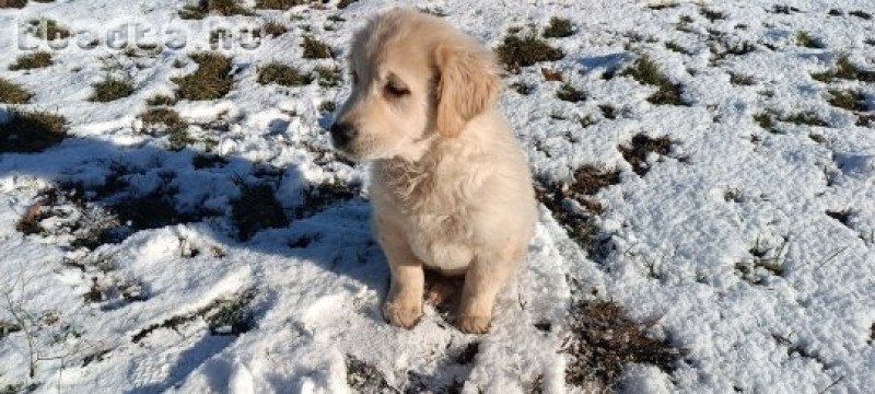 Golden retriever kölykök