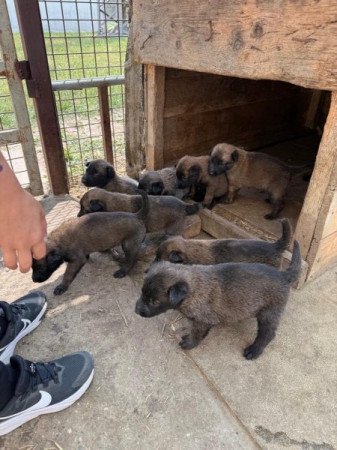 Malinois német juhász