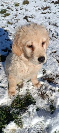 Golden retriever kölykök