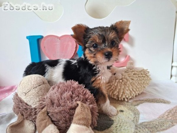 Yorkshire terrier kislány (yorki)