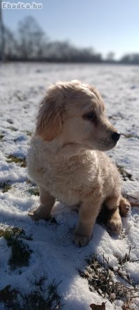 Golden retriever kölykök