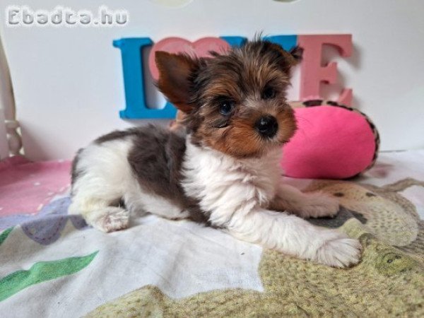 Yorkshire terrier kislány (yorki)