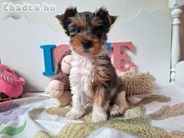 Yorkshire terrier kislány (yorki)