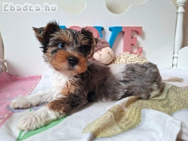 Yorkshire terrier kislány (yorki)