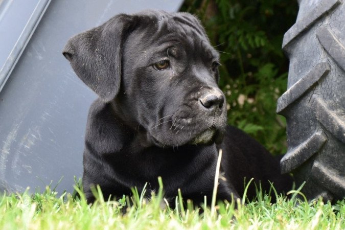 Cane corso