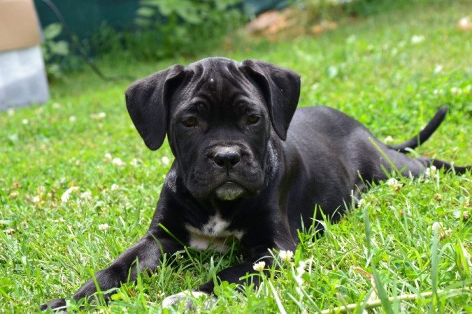 Cane corso