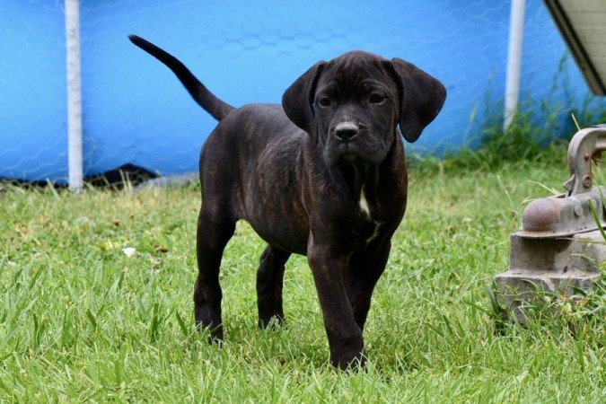 Cane corso