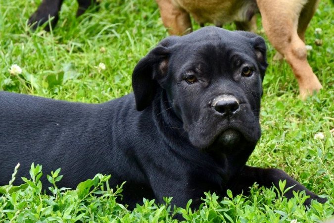 Cane corso