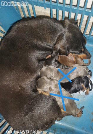 Törpe tacsi babák új családhoz költöznének