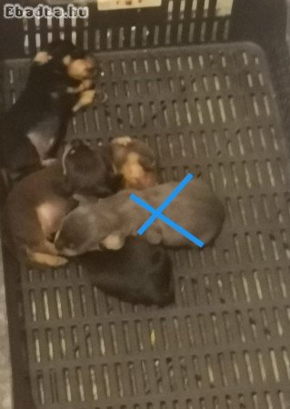 Törpe tacsi babák új családhoz költöznének