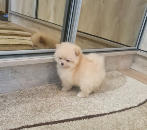 Pomerániai törpe spicc