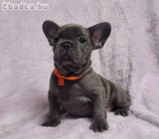 Francia bulldog kölykök