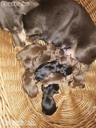 Törpe csoki cser tacsi kiskutyák költöznének