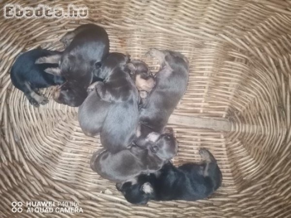 Törpe csoki cser tacsi kiskutyák költöznének