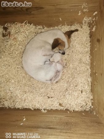 Csivava babáim szerető családhoz költöznének