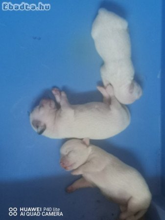 Csivava babáim szerető családhoz költöznének