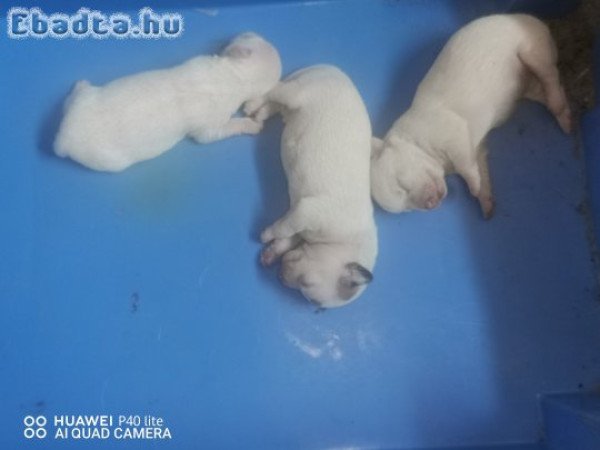 Csivava babáim szerető családhoz költöznének