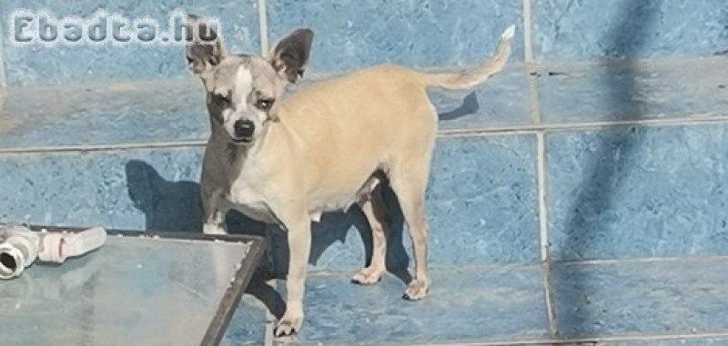 Törpe csivava kislány házi kedvencnek!