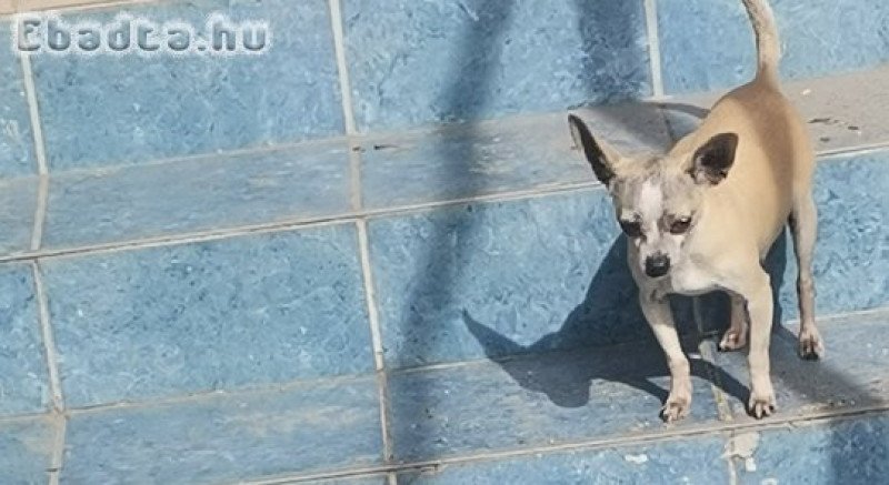 Törpe csivava kislány házi kedvencnek!