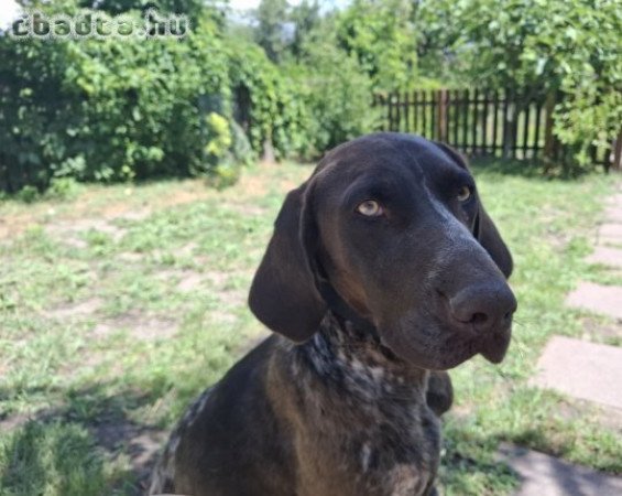 Gazdit keres Lotti, a fajtatiszta német vizsla!