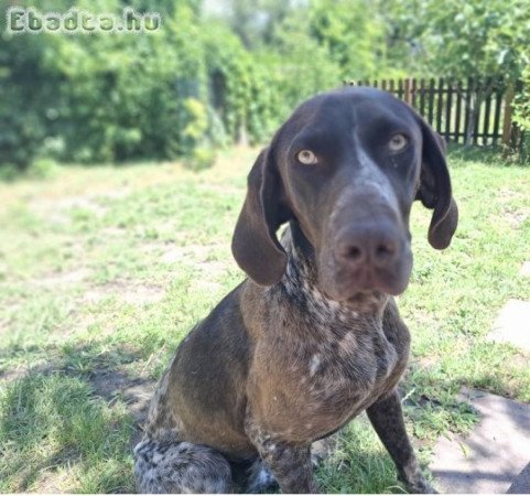 Gazdit keres Lotti, a fajtatiszta német vizsla!