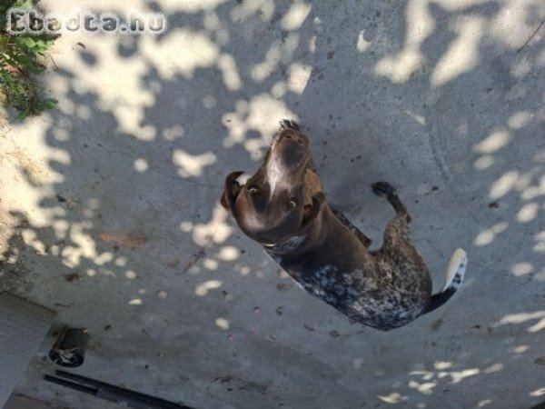 Gazdit keres Lotti, a fajtatiszta német vizsla!