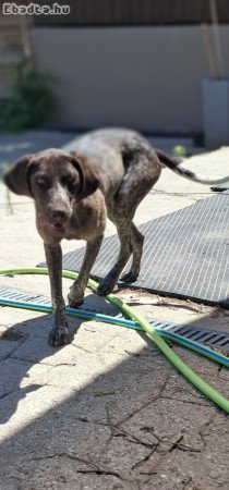 Gazdit keres Lotti, a fajtatiszta német vizsla!