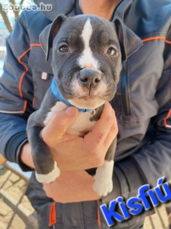 Amerikai staffordshire terrier kiskutyák